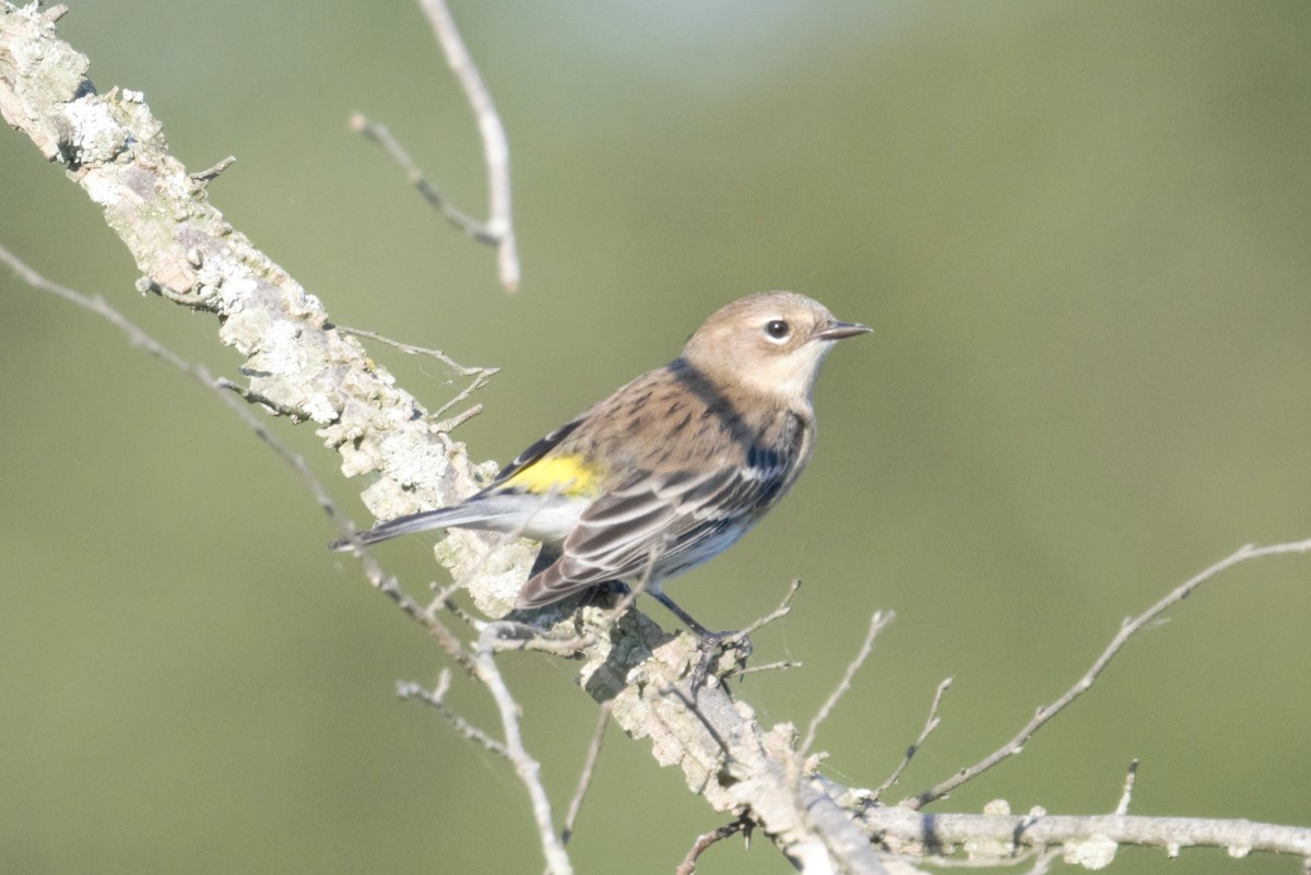 Yellow-rumped Warbler - ML373686941