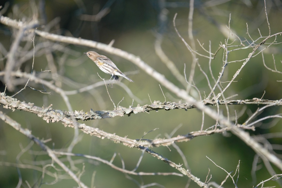 Yellow-rumped Warbler - ML373686971