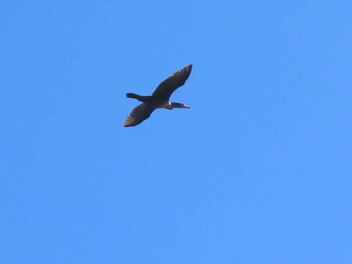 Double-crested Cormorant - ML373687361