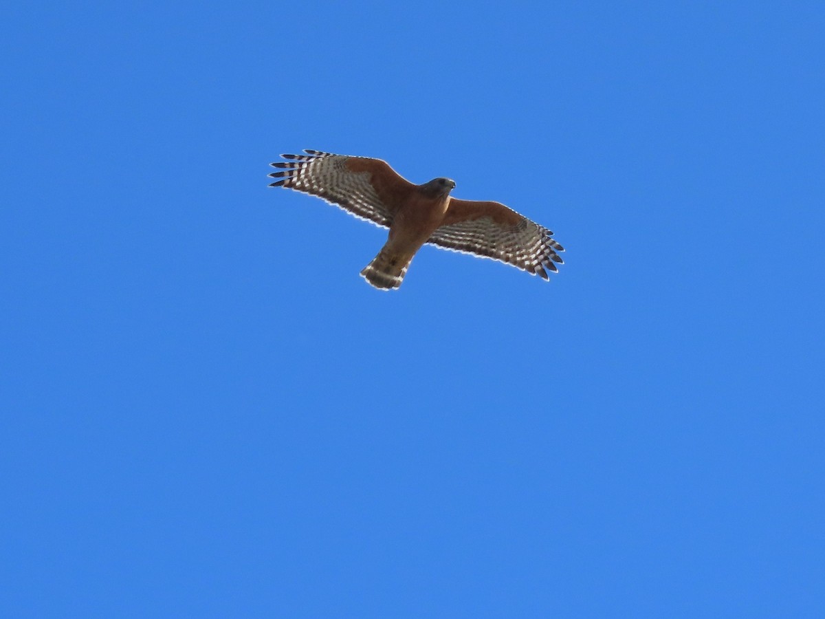 Red-shouldered Hawk - ML373687681