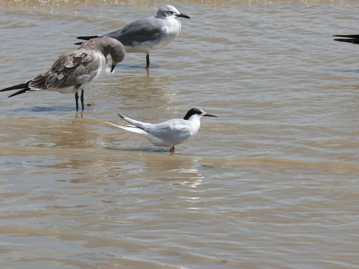 Roseate Tern - ML37368951
