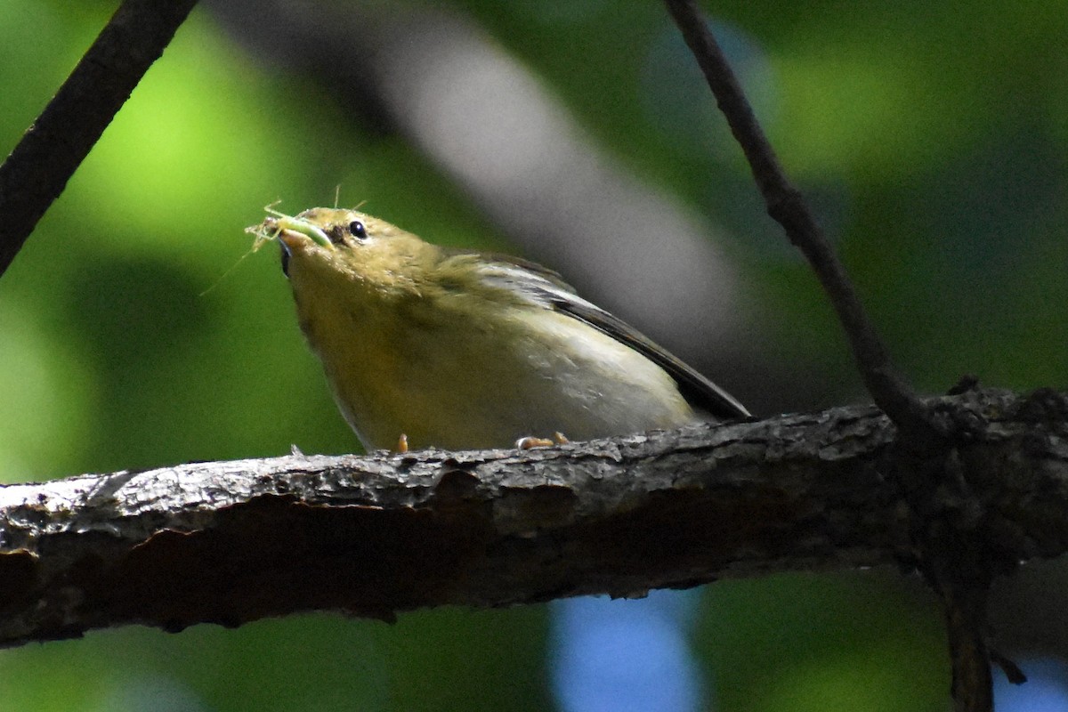 Blackpoll Warbler - ML373692831