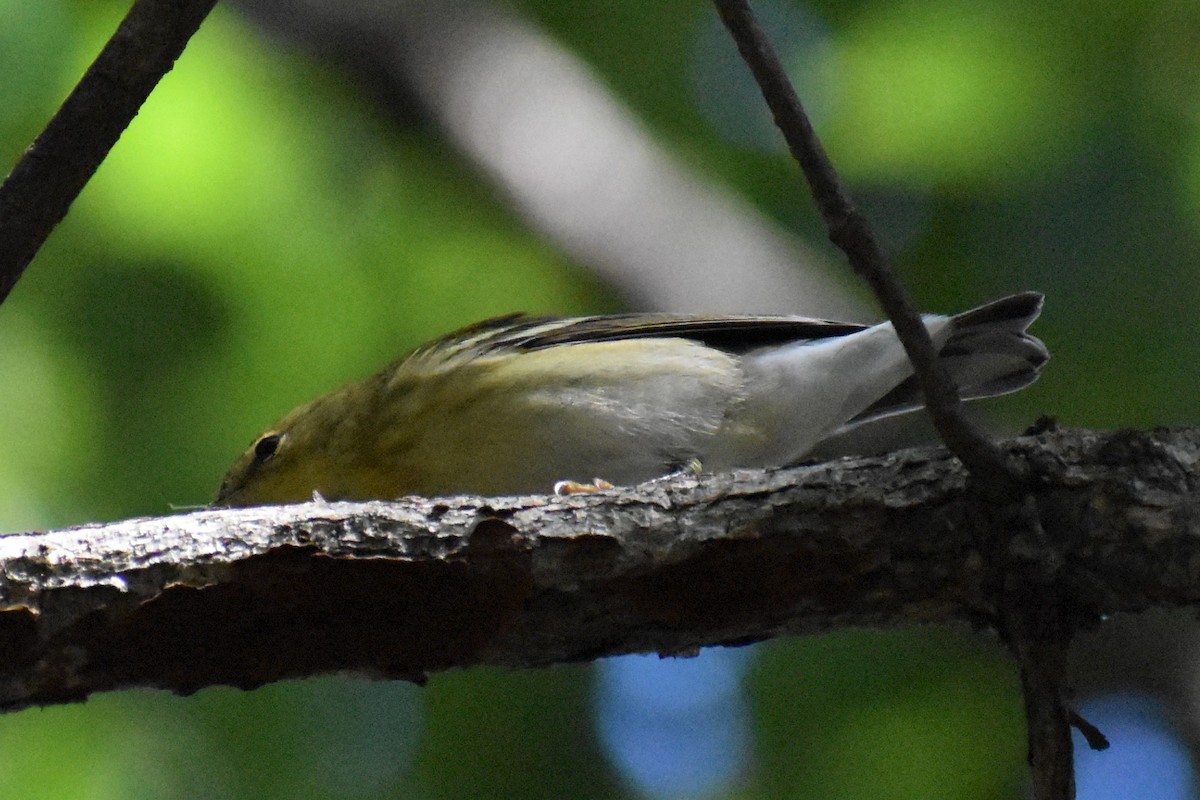 Blackpoll Warbler - ML373692921