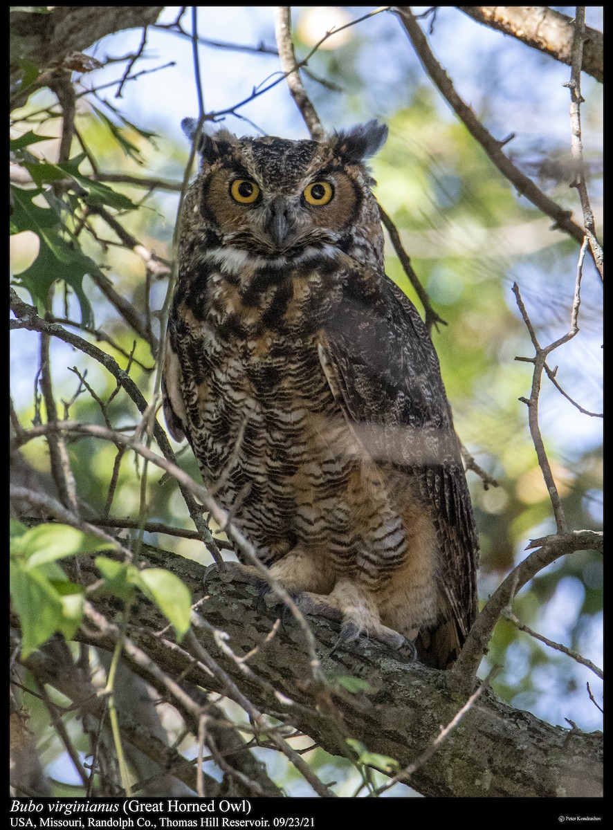 Great Horned Owl - ML373693161