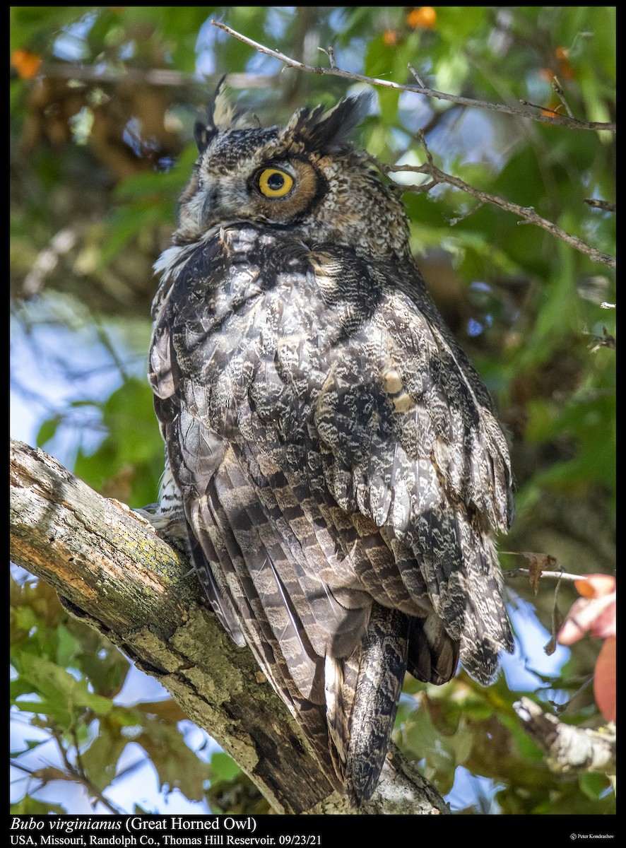 Great Horned Owl - ML373694021