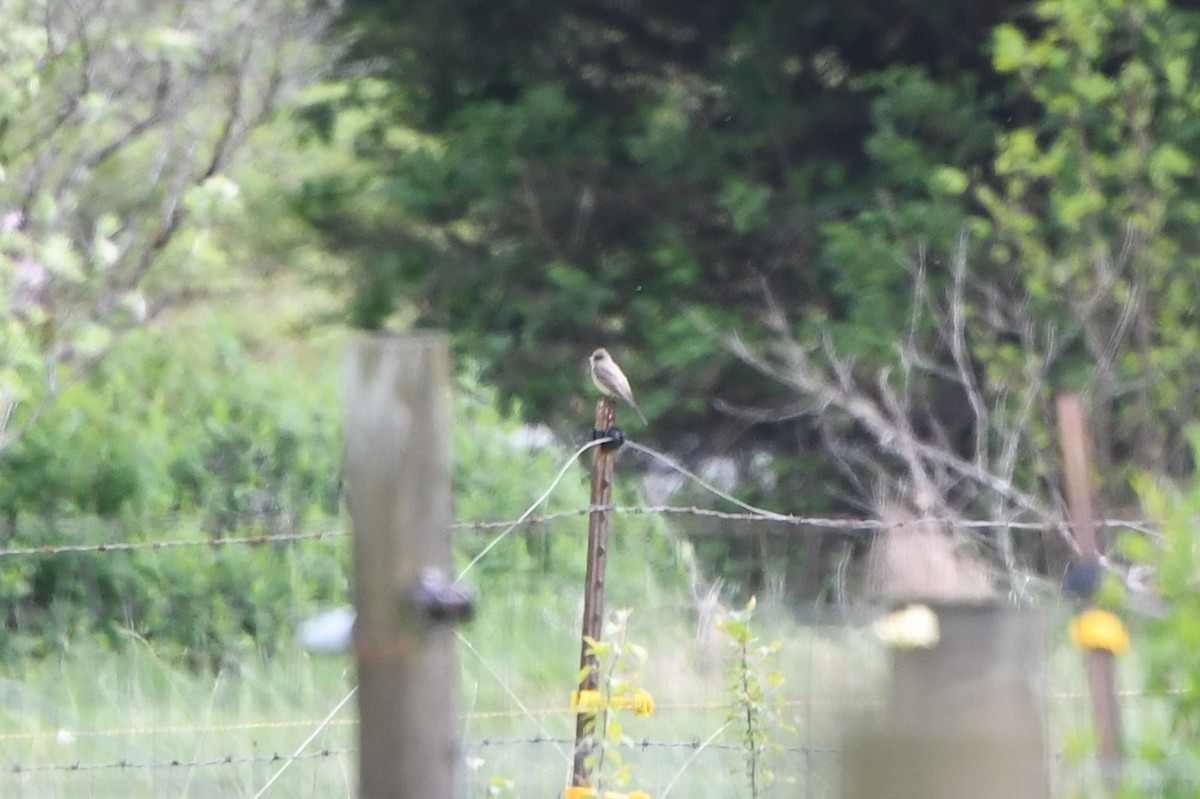 Say's Phoebe - ML373695051