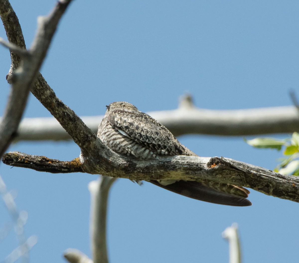 Common Nighthawk - ML373695901