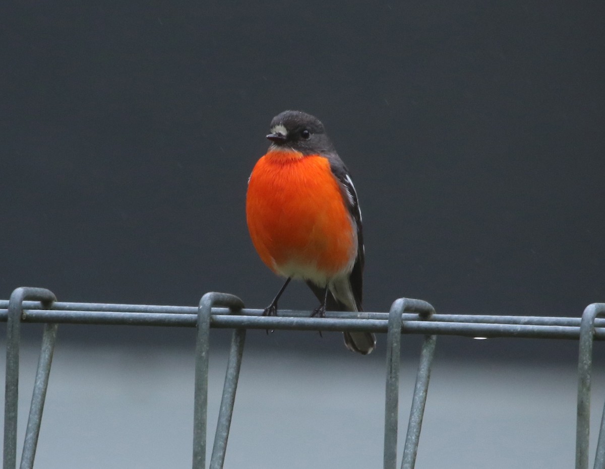 Flame Robin - ML373696461