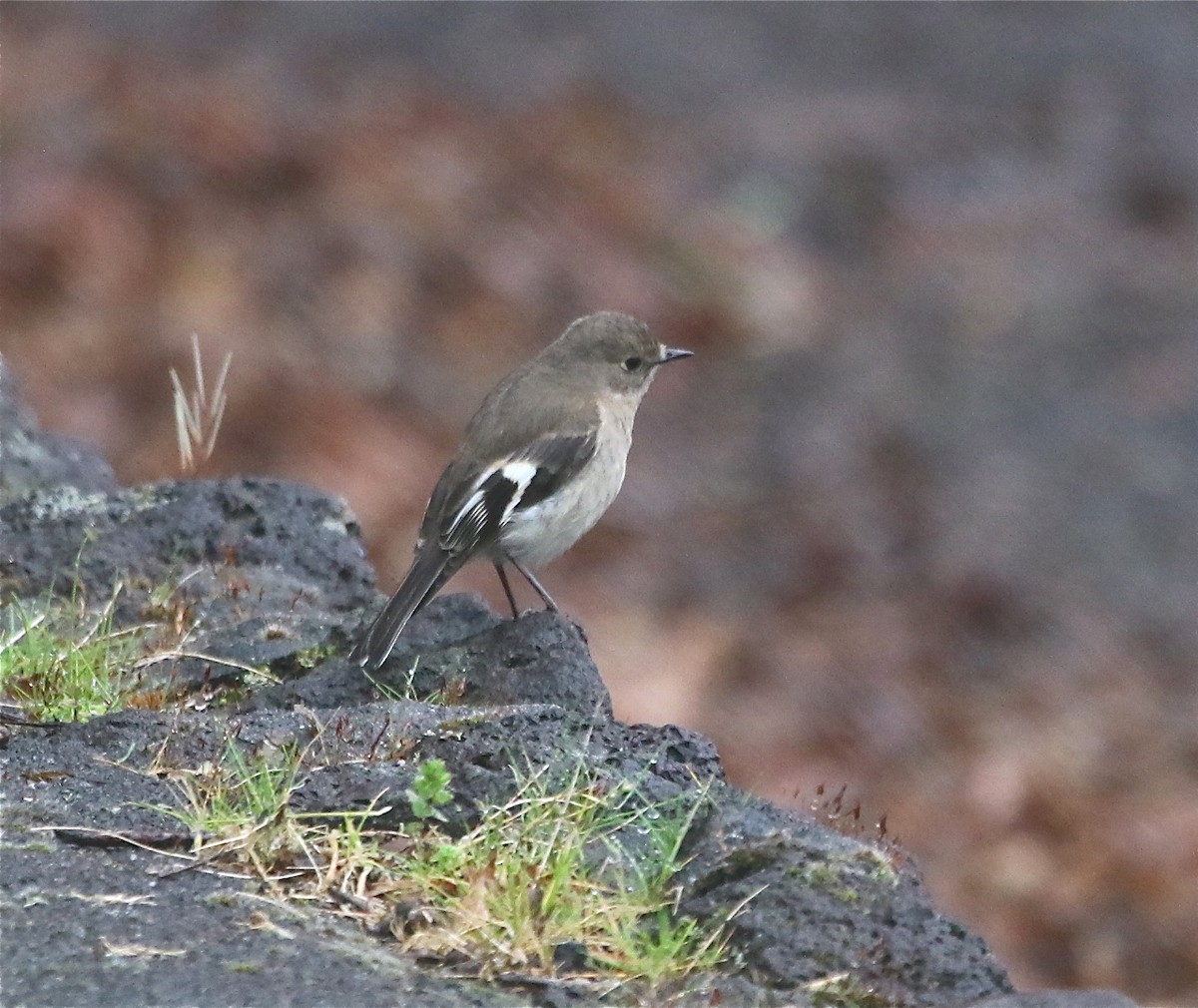 Flame Robin - ML373696491