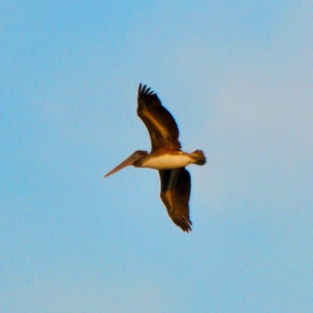 Brown Pelican - ML373696891