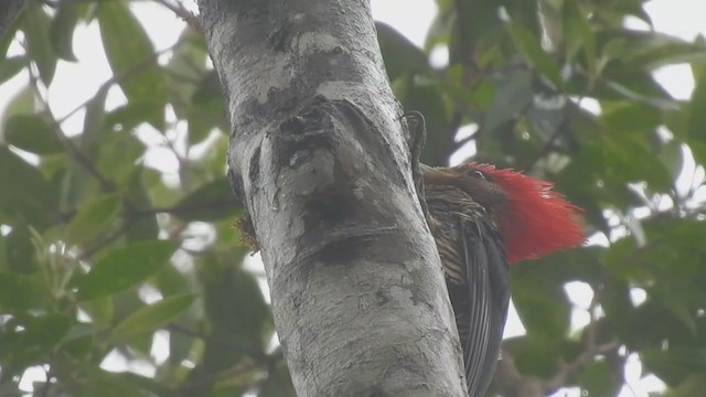 Helmeted Woodpecker - ML373697721