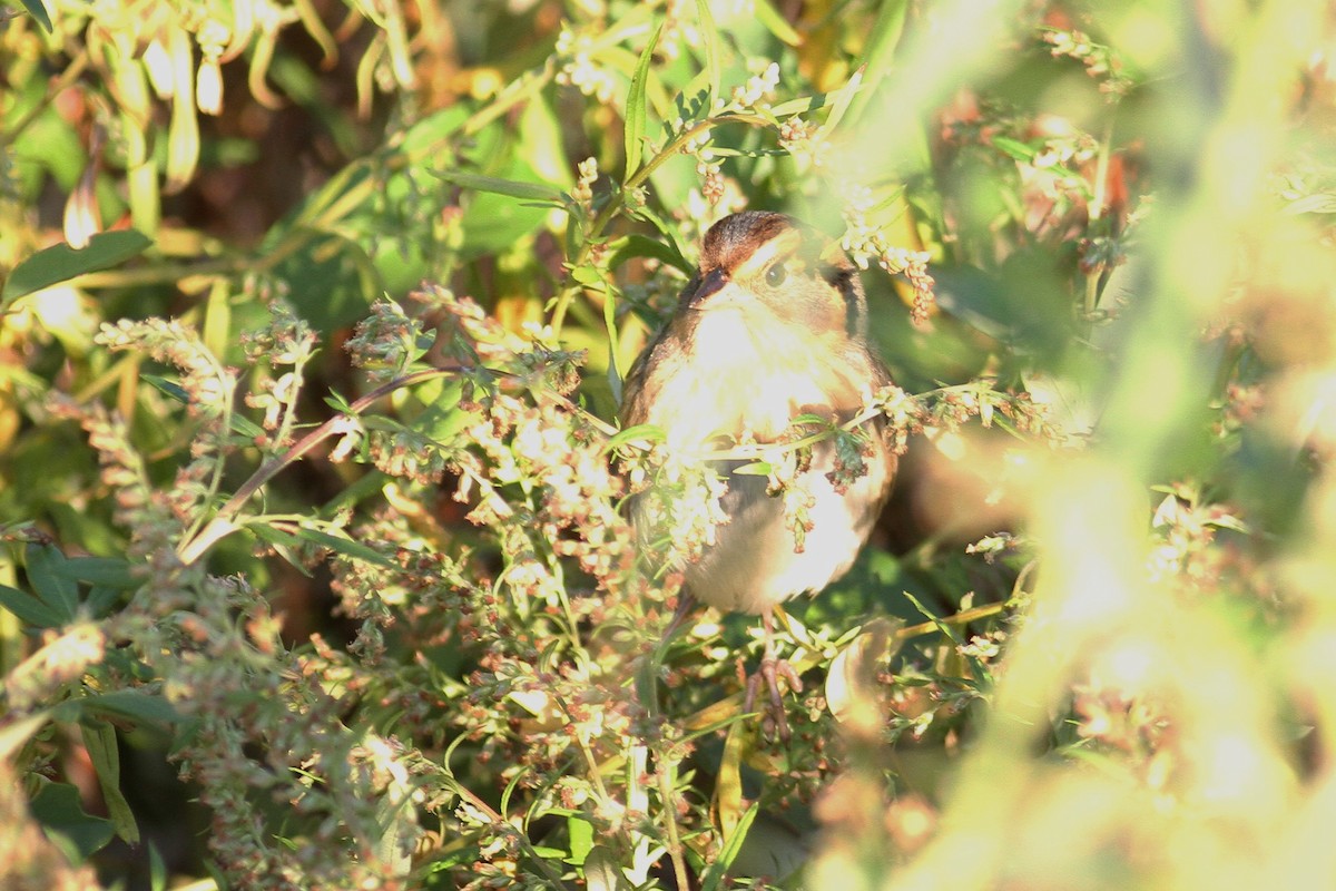 Nelson's Sparrow - ML373697991