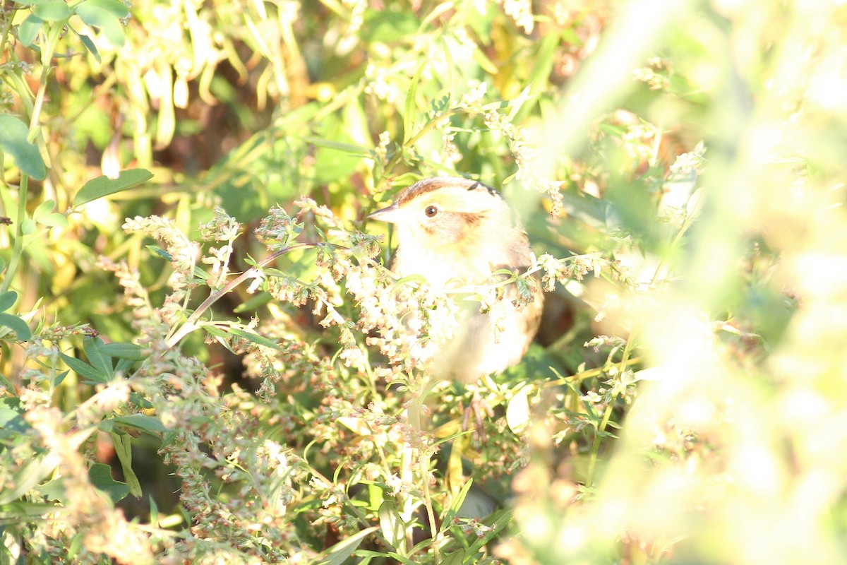 Nelson's Sparrow - ML373698031