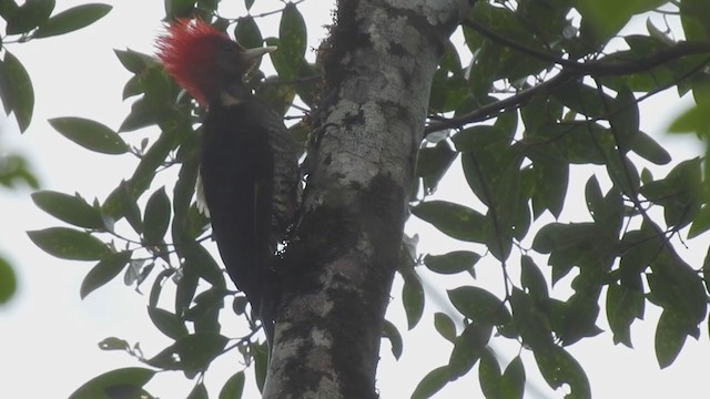 Helmeted Woodpecker - ML373698331