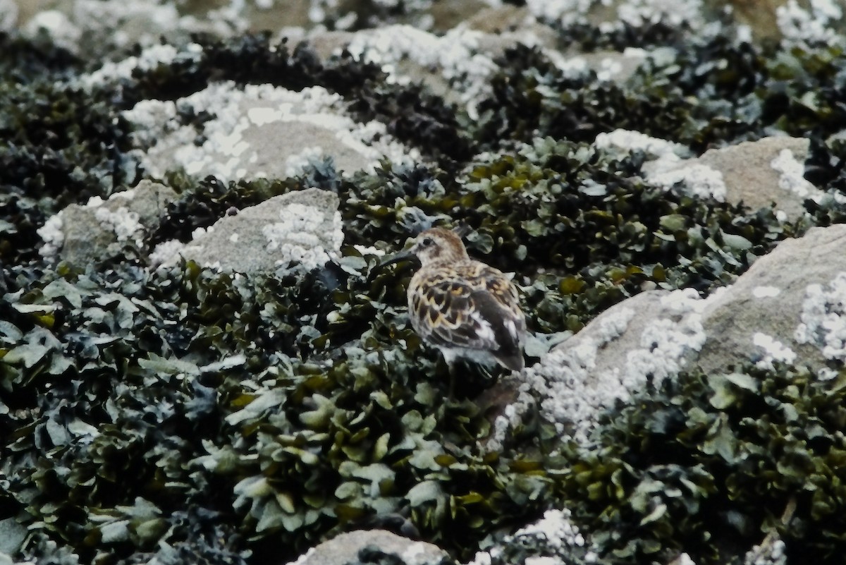 Rock Sandpiper - ML373700891