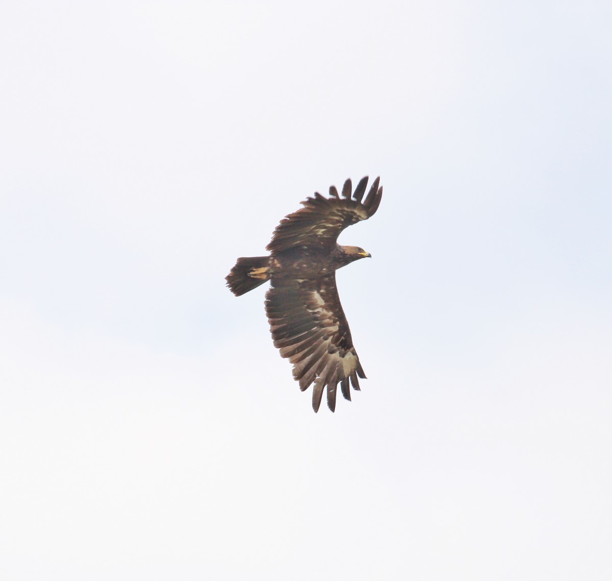 Águila Moteada - ML373702501