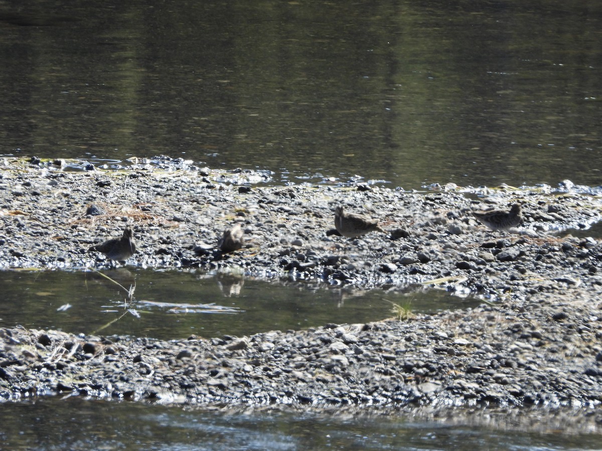 Wilson's Snipe - ML373703461