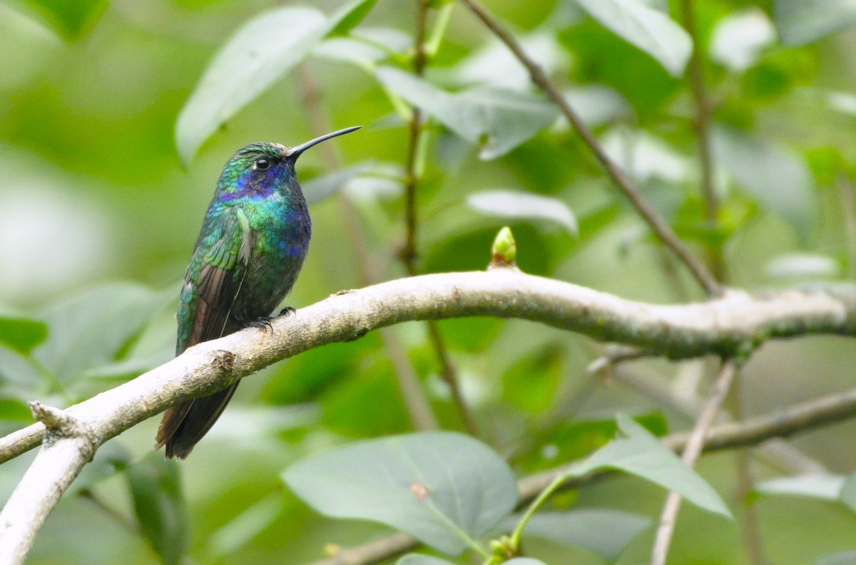 Mexican Violetear - Oliver Patrick