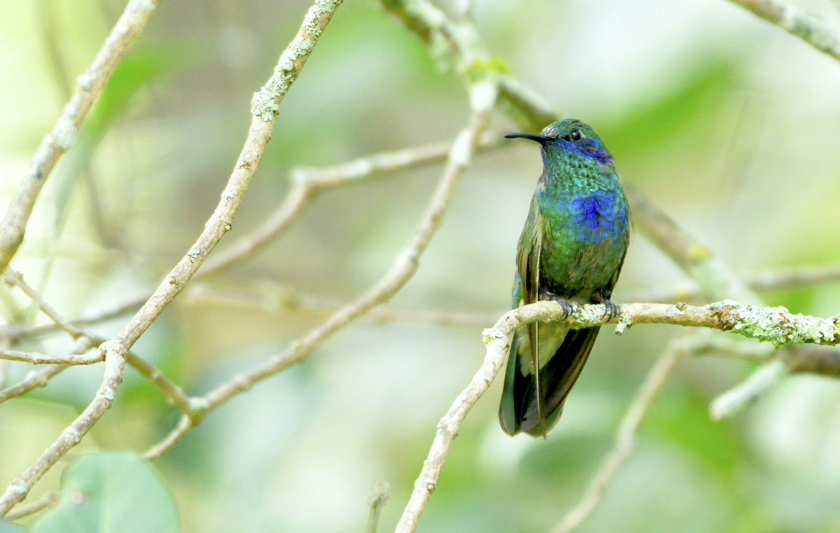 Mexican Violetear - ML373705381