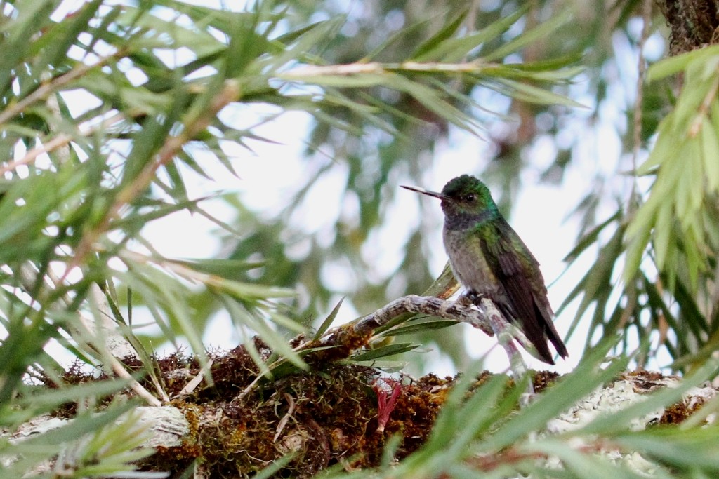 Charming Hummingbird - Maurice Raymond