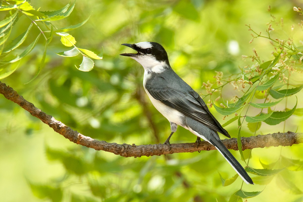 Ashy Minivet - ML373707271