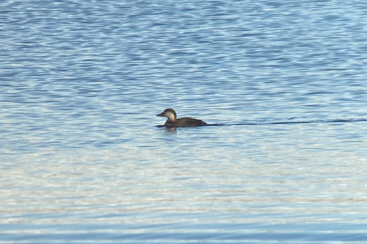 Black Scoter - Sulli Gibson