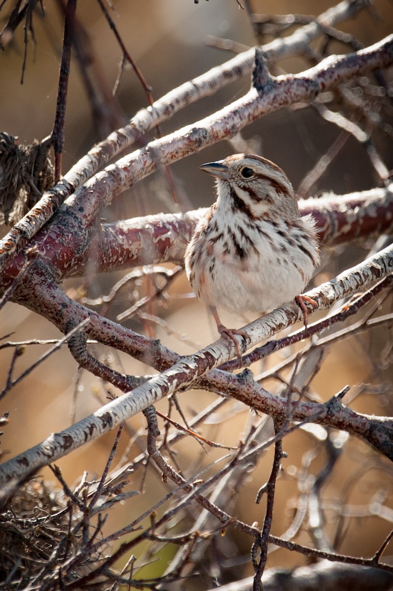Song Sparrow - Robb Bell