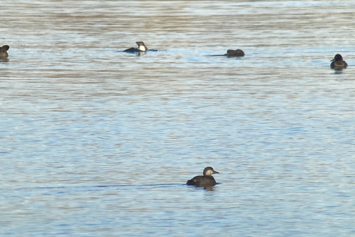 Black Scoter - ML373707421