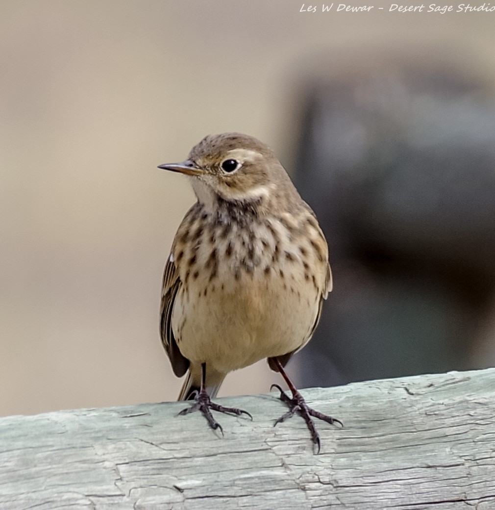 American Pipit - ML373708411