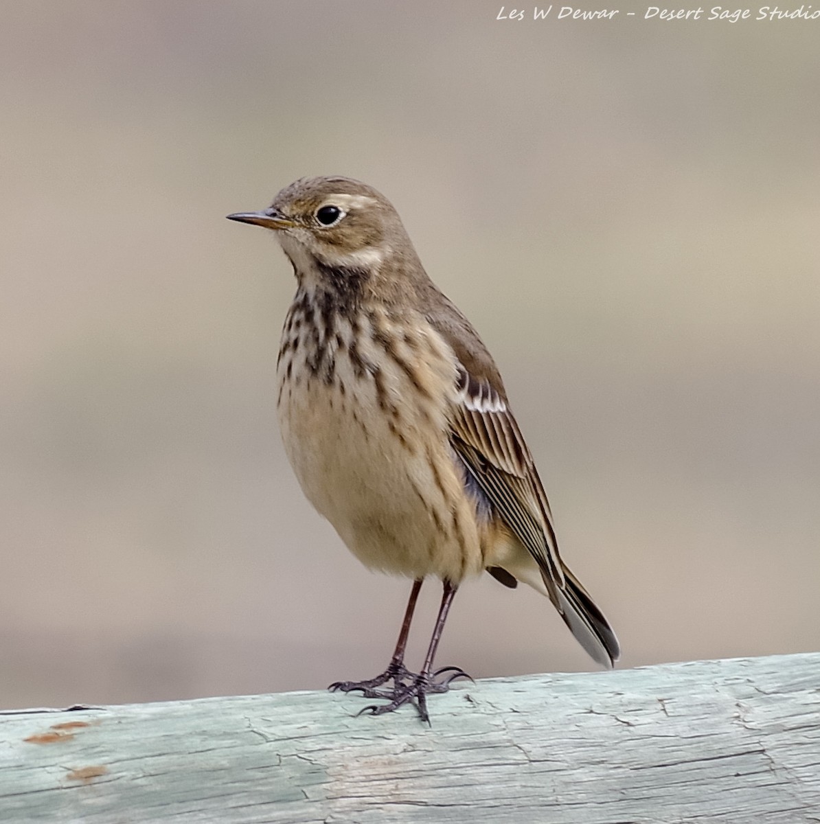 American Pipit - ML373708421