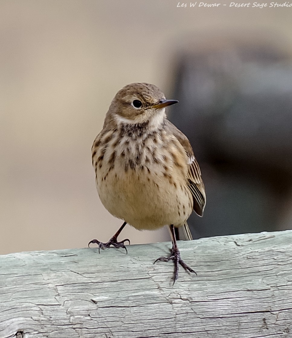 American Pipit - ML373708431