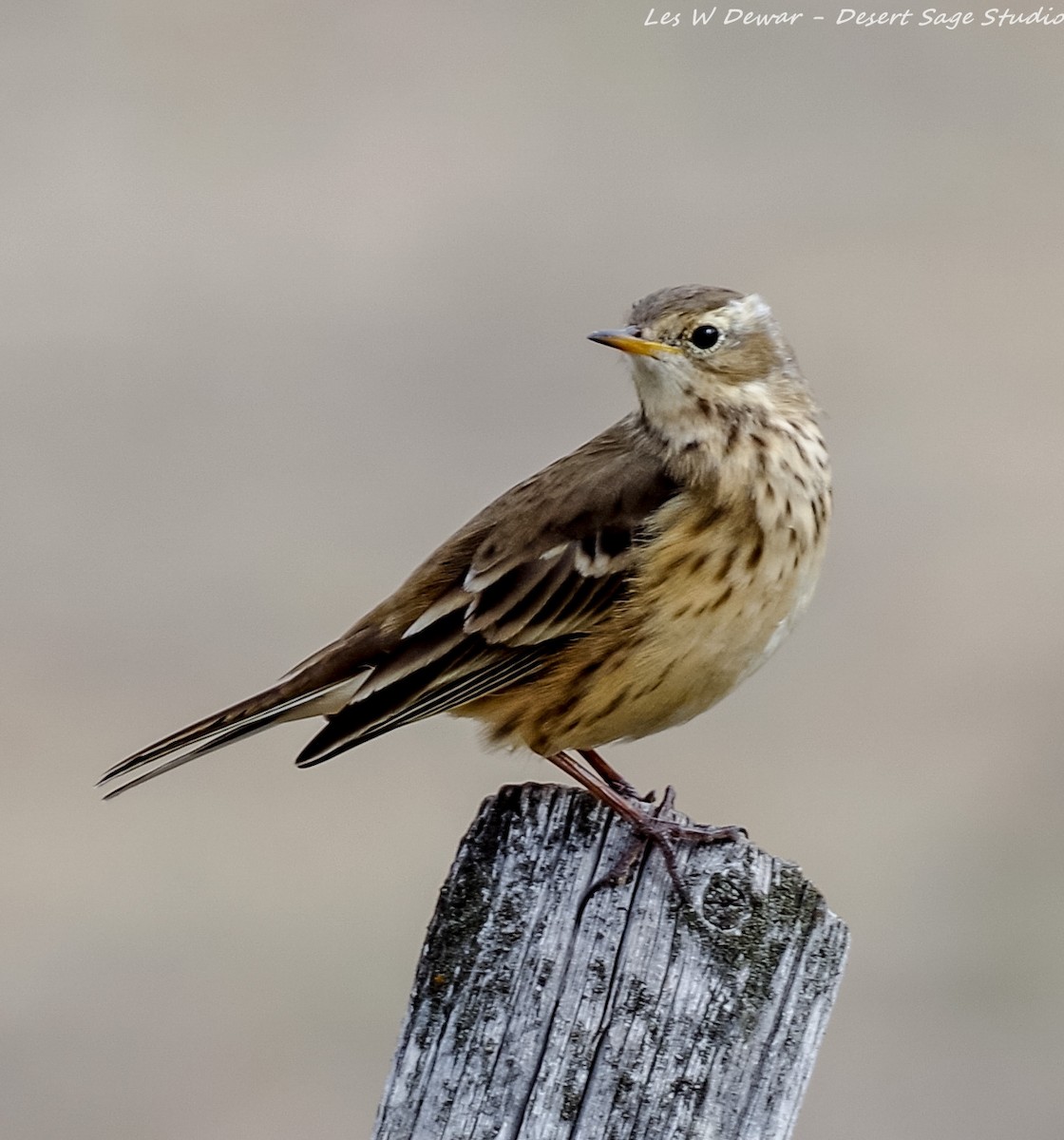 American Pipit - ML373708451