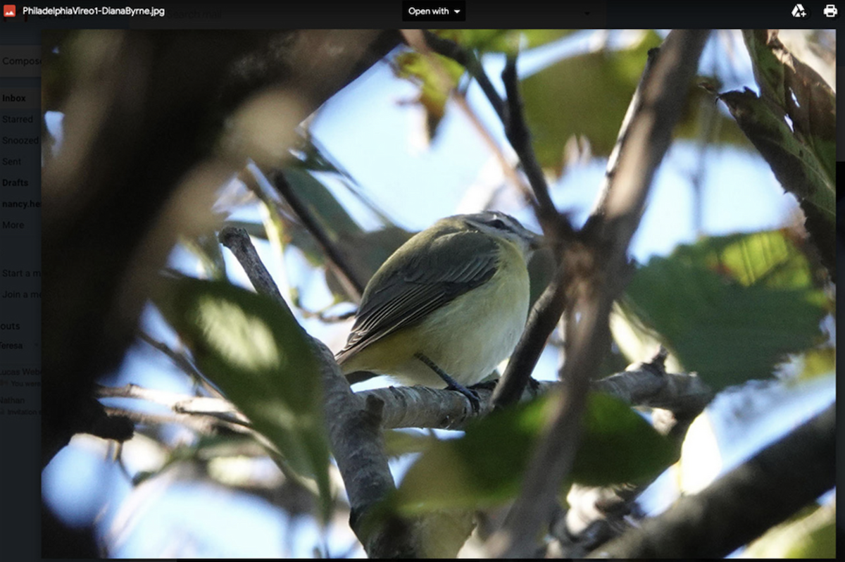 Philadelphia Vireo - Oregon Bird Records Committee OBRC