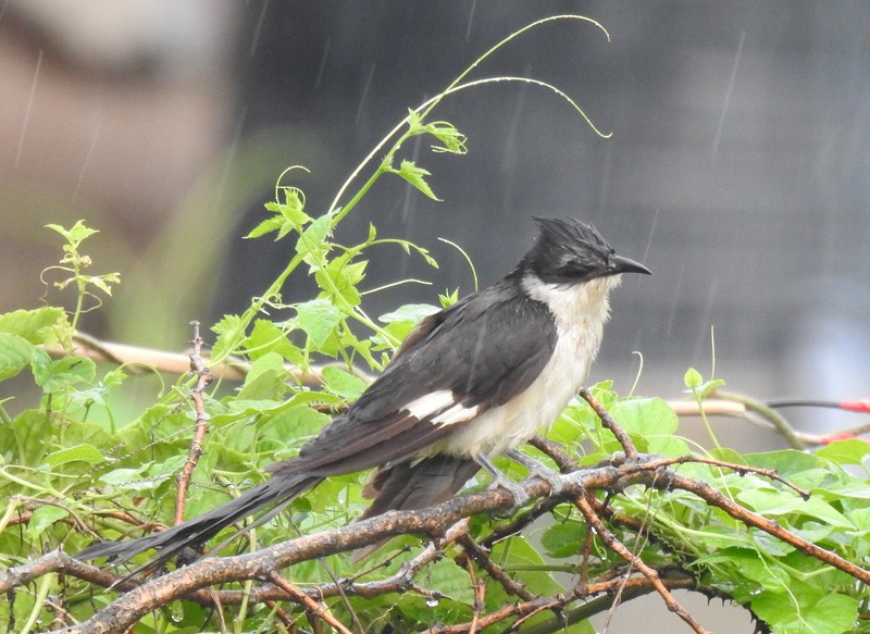Pied Cuckoo - ML373709781