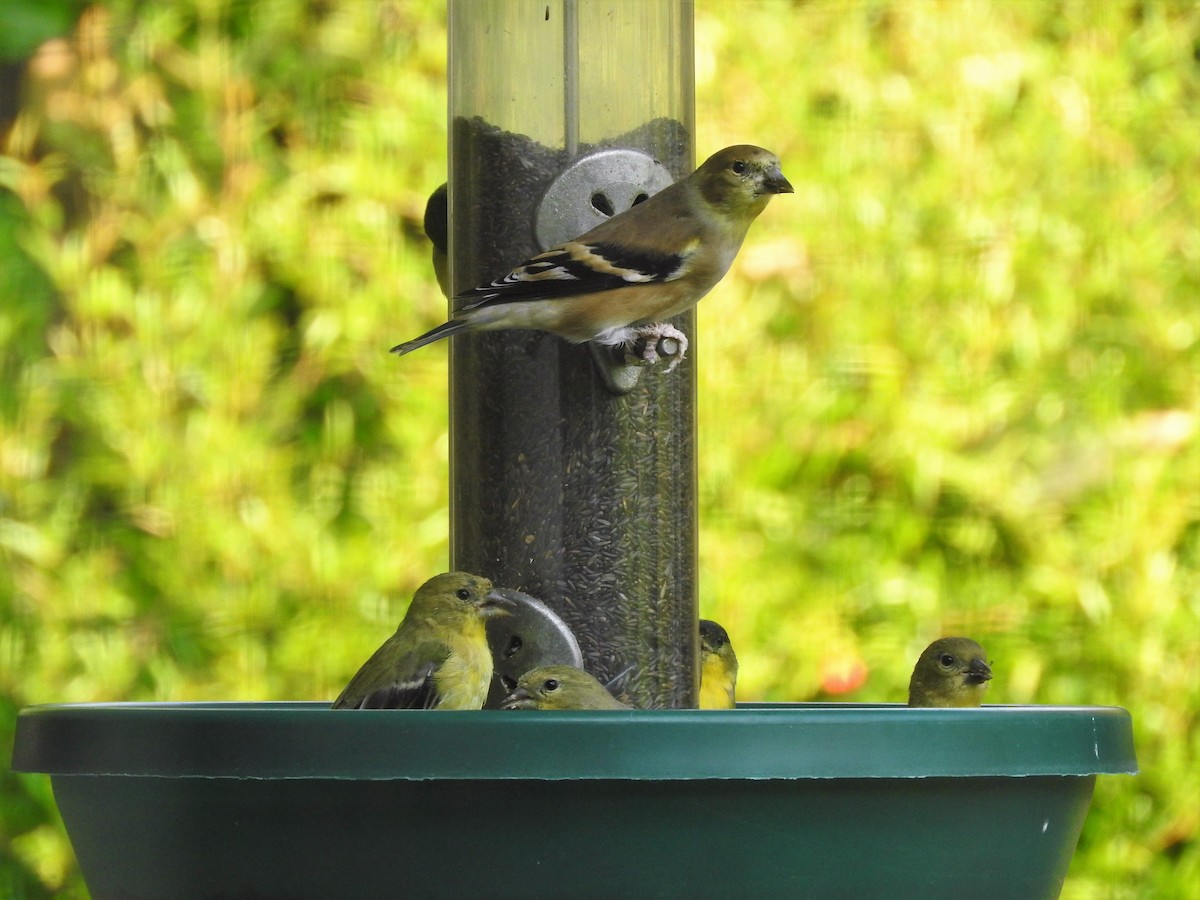 American Goldfinch - ML373709961