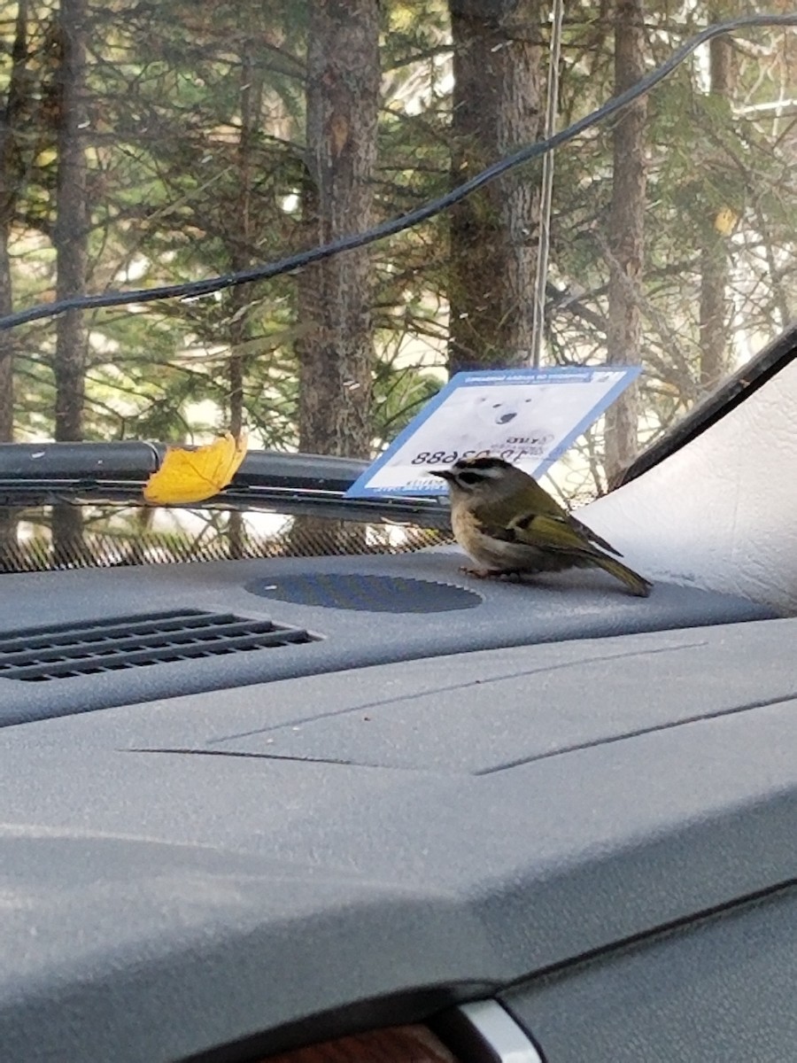 Golden-crowned Kinglet - ML373711061