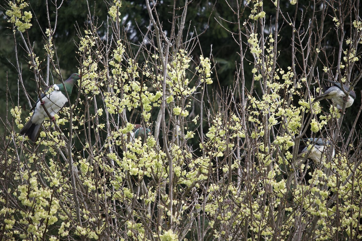 New Zealand Pigeon - ML373711161