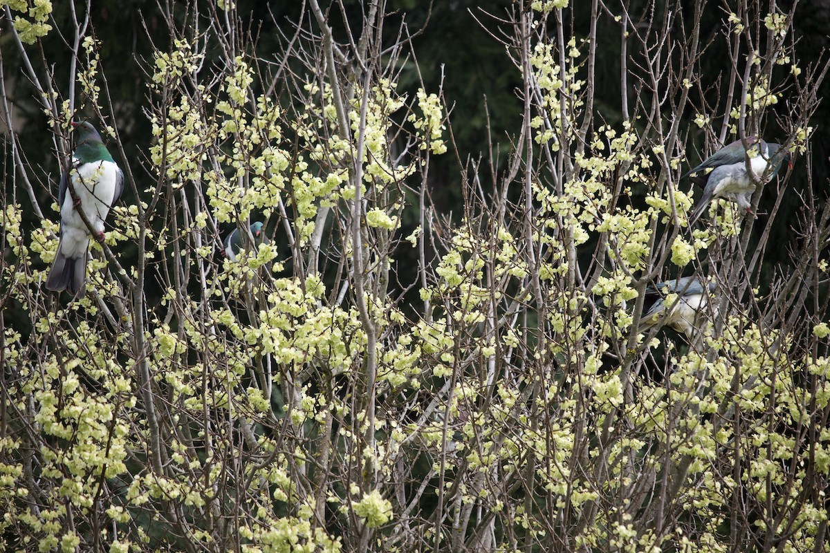 New Zealand Pigeon - ML373711171