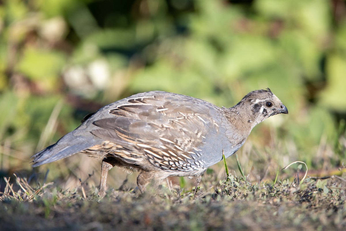 California Quail - ML373712811