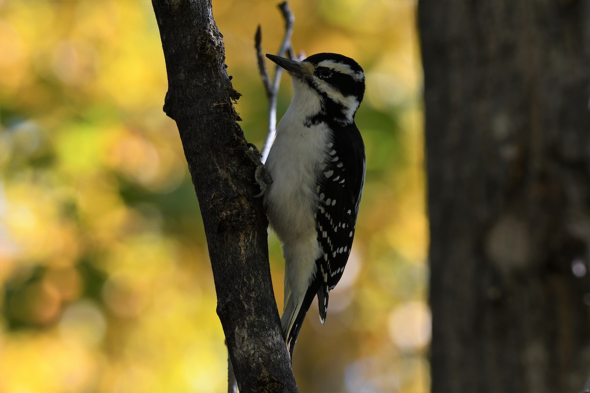 Hairy Woodpecker - ML373713001