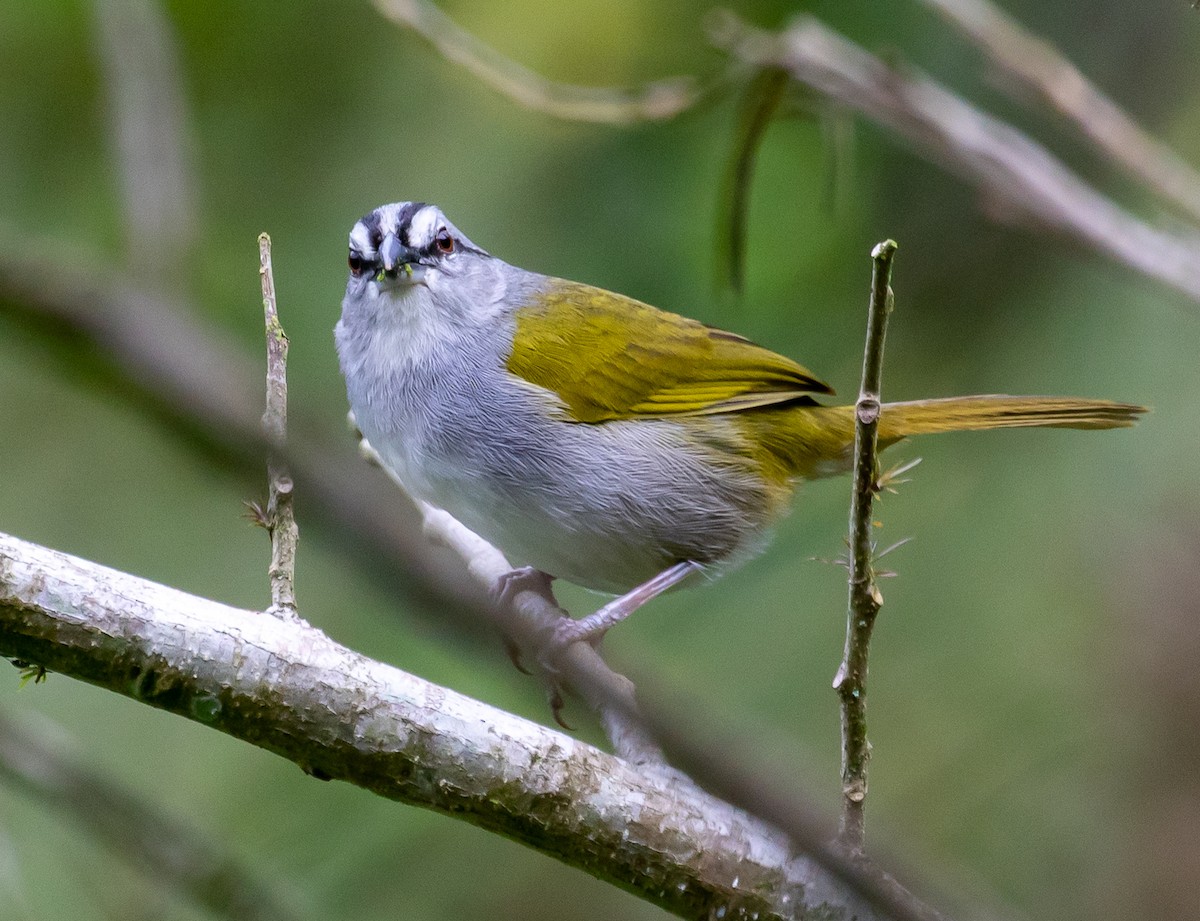 Black-striped Sparrow - Cris Heins