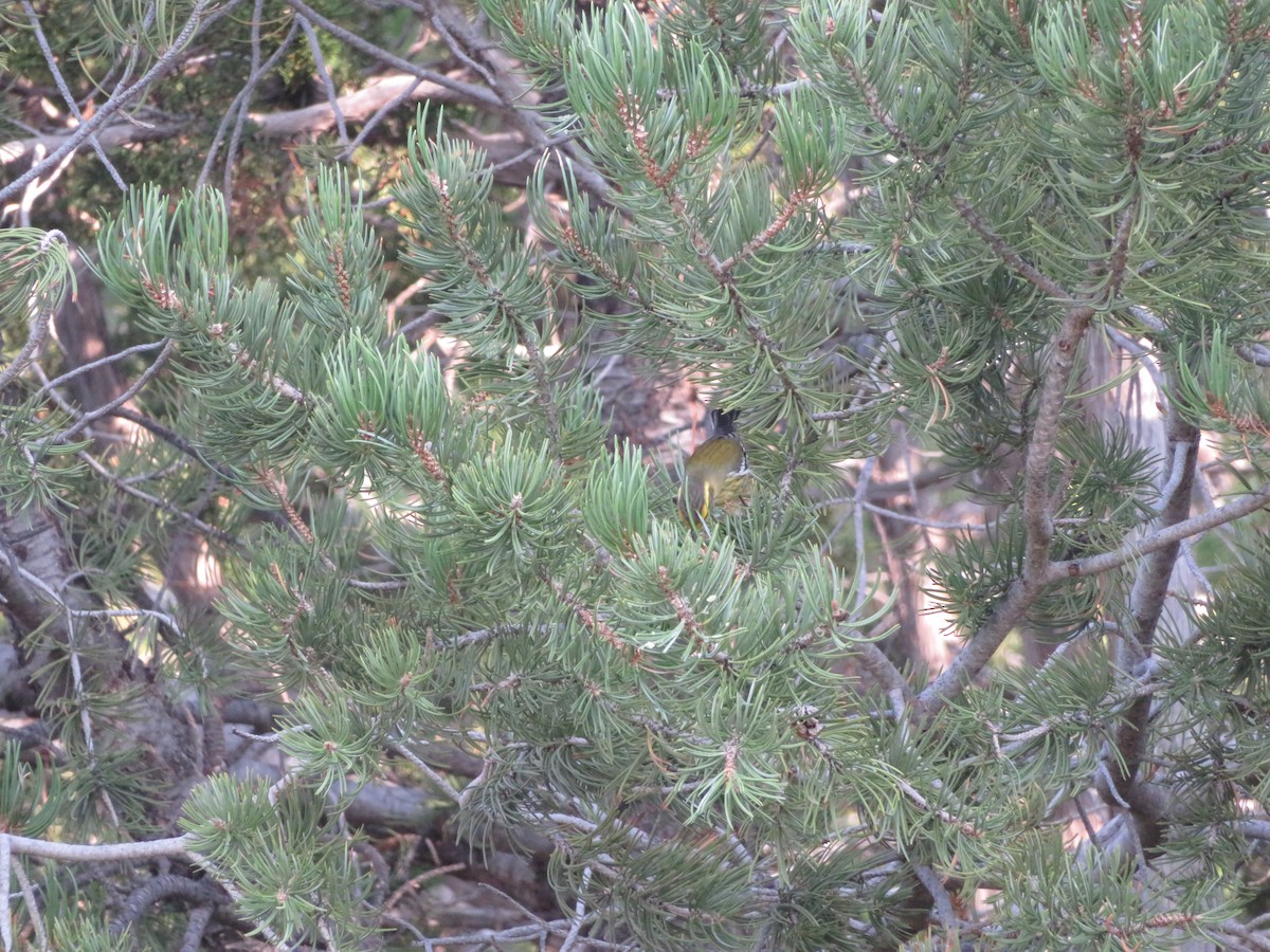 Townsend's Warbler - ML373715401