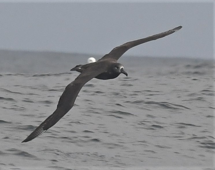 Albatros à pieds noirs - ML373715581