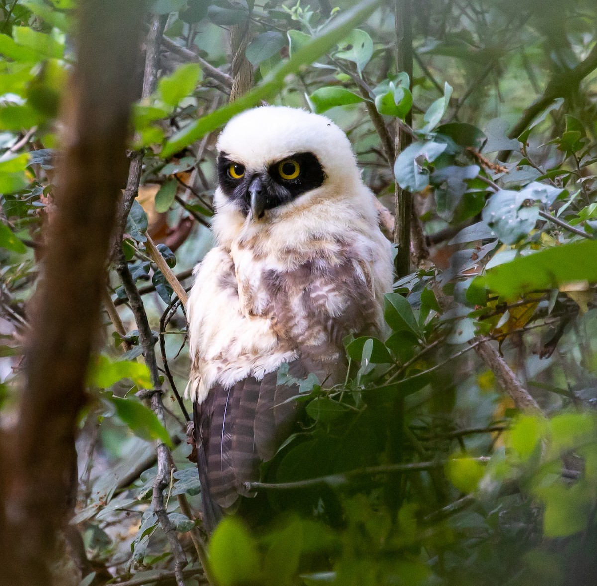 Spectacled Owl - ML373715911