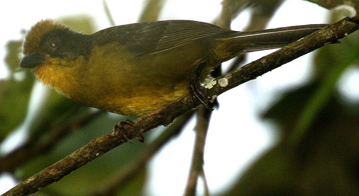 Tricolored Brushfinch - Dave Czaplak