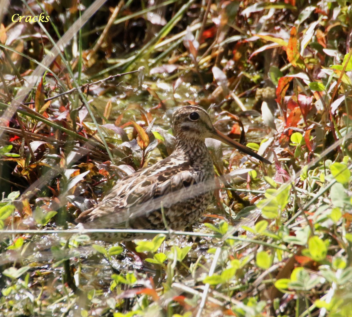 Latham's Snipe - ML373716821