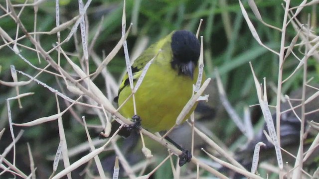 Hooded Siskin - ML373717431