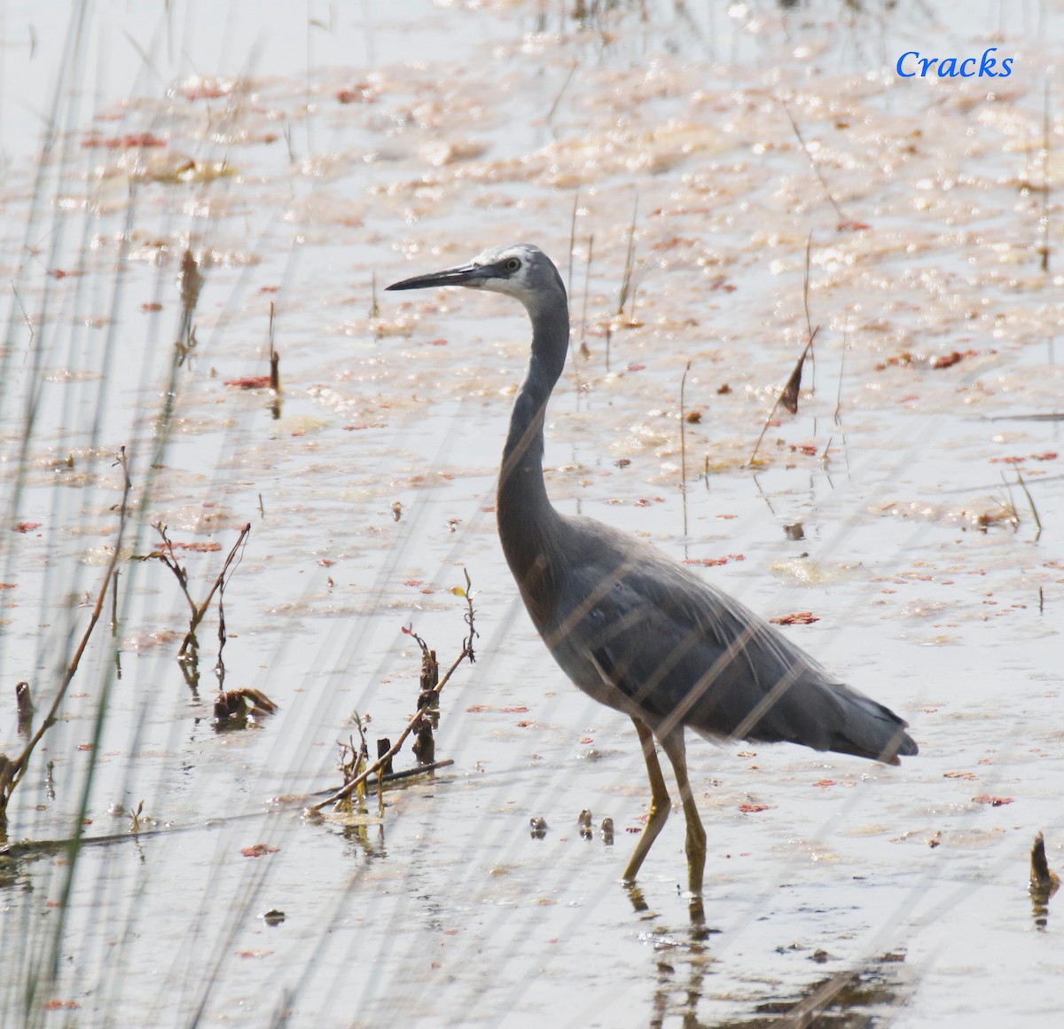 White-faced Heron - ML373717491