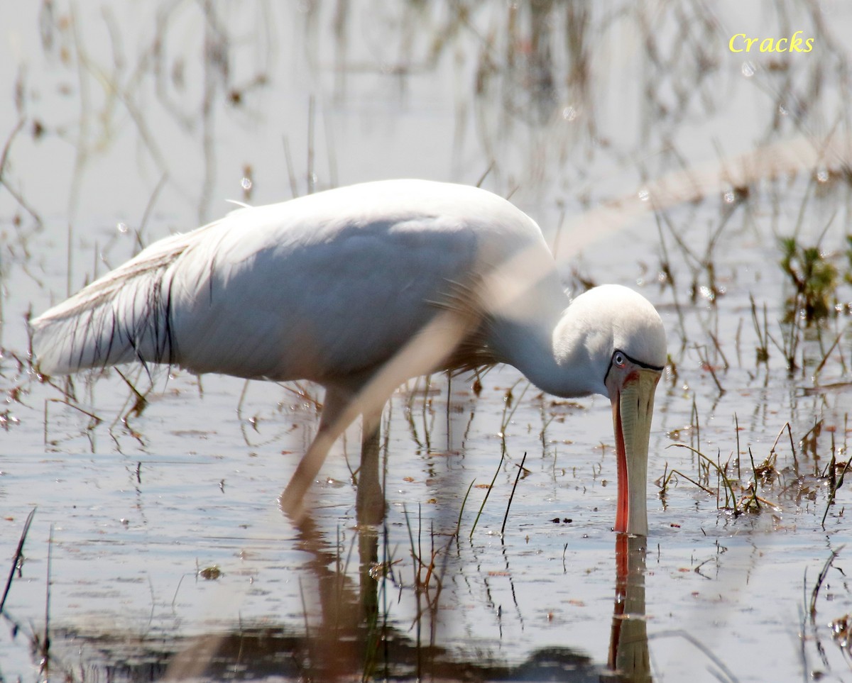 Yellow-billed Spoonbill - ML373717531