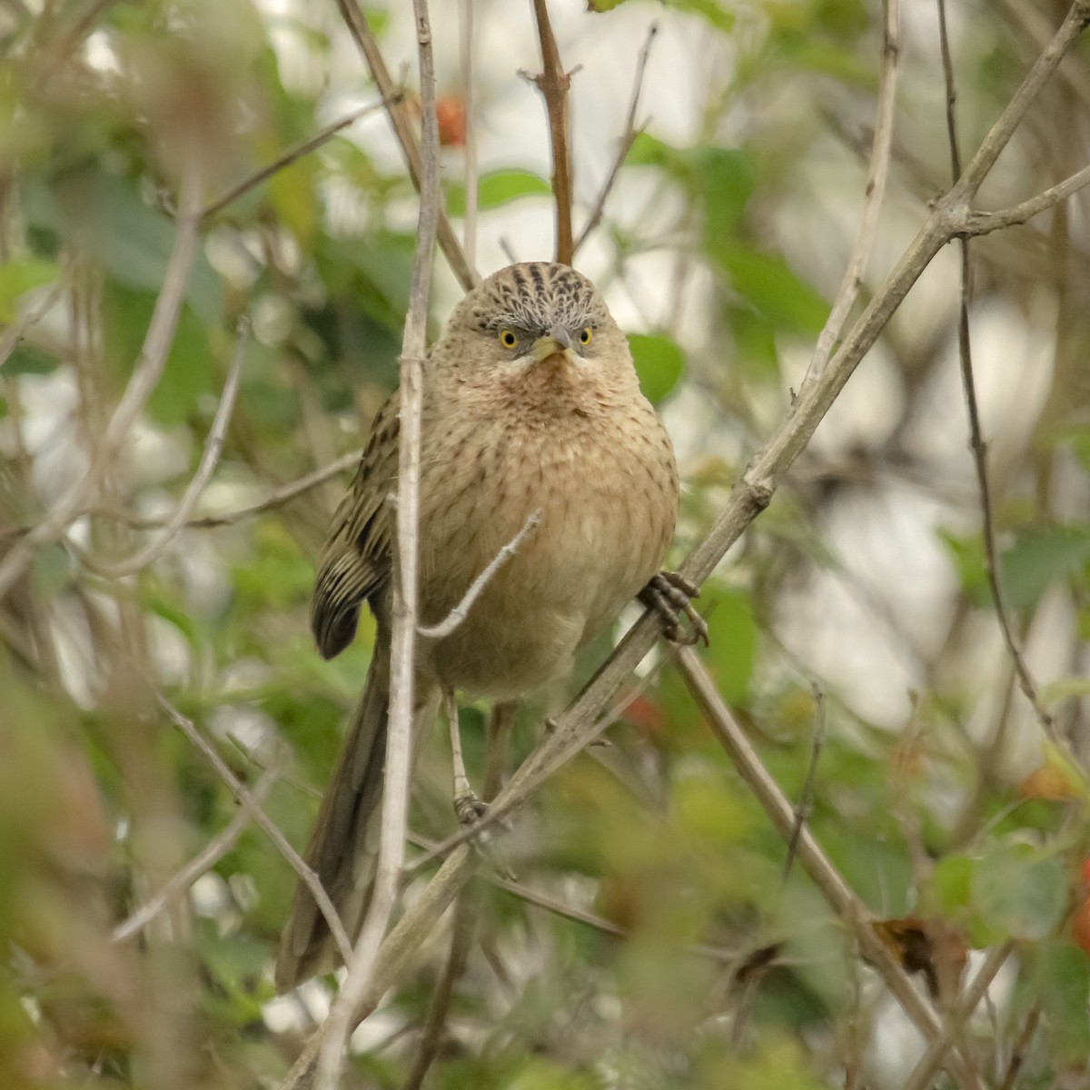 Striated Babbler - ML373719971